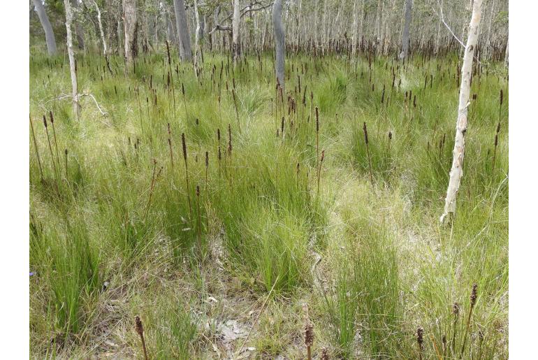 Xanthorrhoea fulva -16235