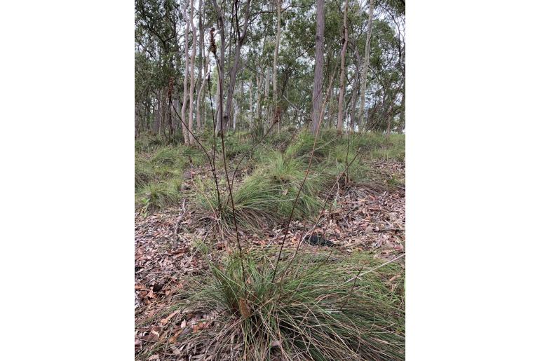 Xanthorrhoea macronema -16236