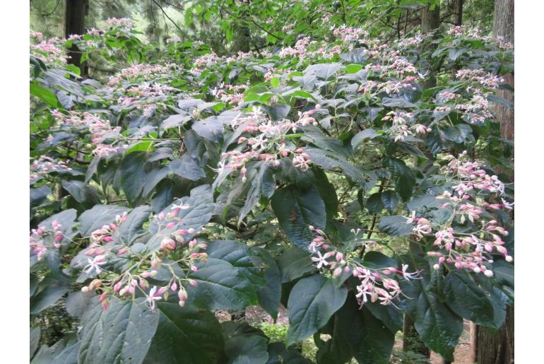 Clerodendrum trichotomum -16241