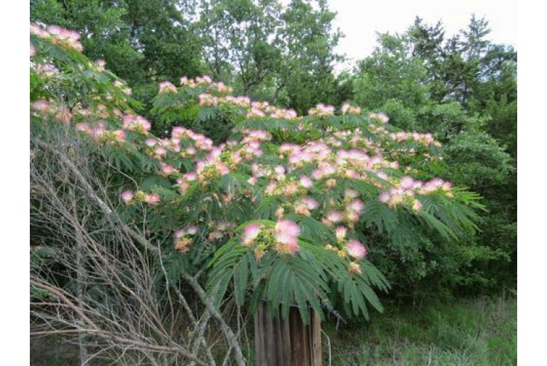 Albizia julibrissin -16242