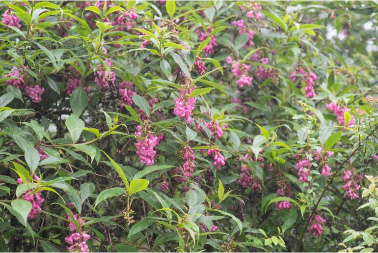 Buddleja colvilei -16243