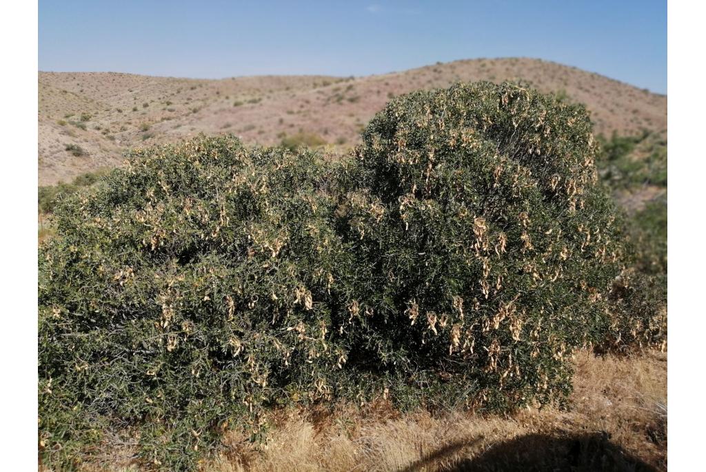 Arizona sophora