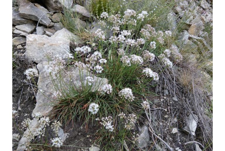 Allium denudatum -16260