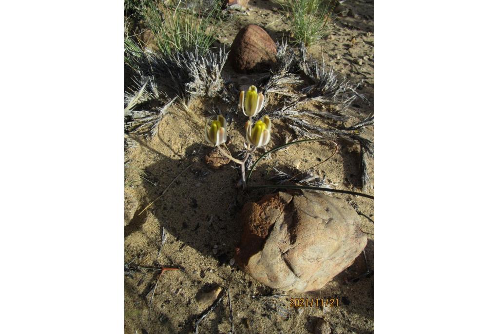 Dunbladig albuca