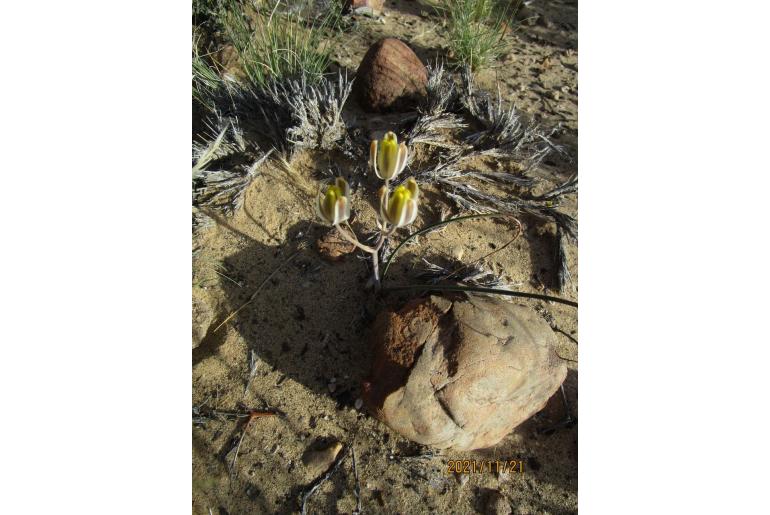 Albuca tenuifolia -16261