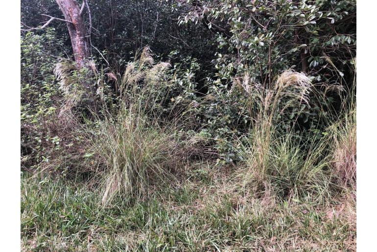 Andropogon bicornis -16266