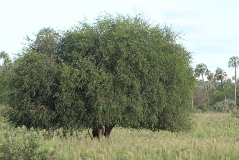 Eugenia myrcianthes -16276