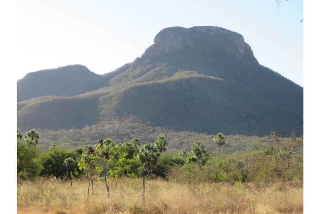 Sinaloa waaierpalm