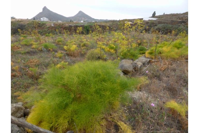 Ferula communis ssp linkii -16317