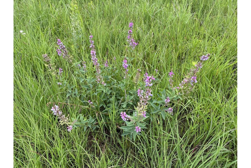 Canadeese bundelbloem