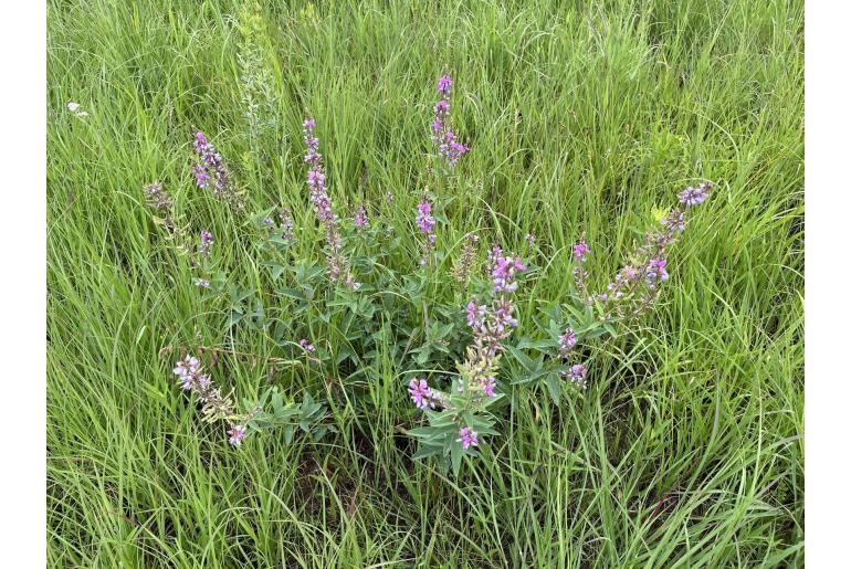 Desmodium canadense -16331