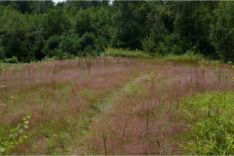 Eragrostis spectabilis -16335