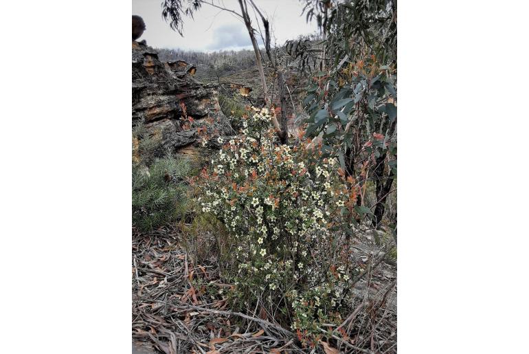 Leptospermum macrocarpum -16347