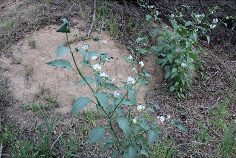 Solanum douglasii -16378