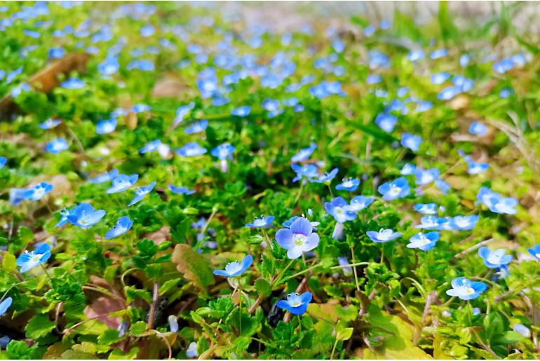 Veronica persica -16408