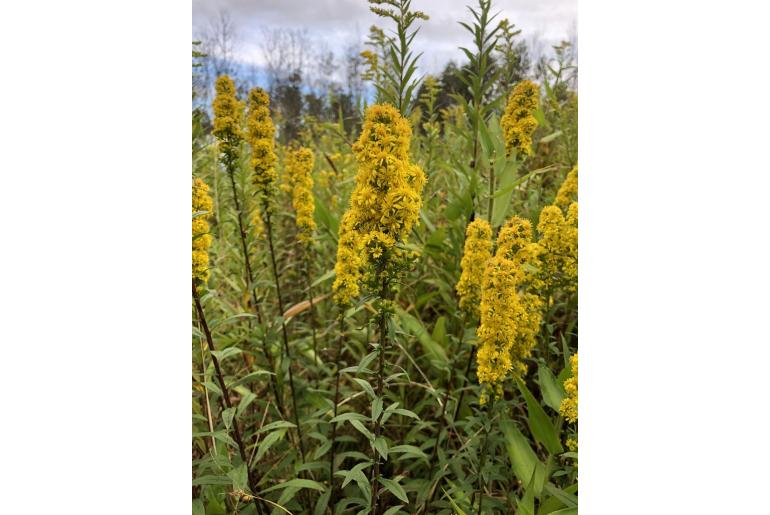 Solidago roanensis -16413