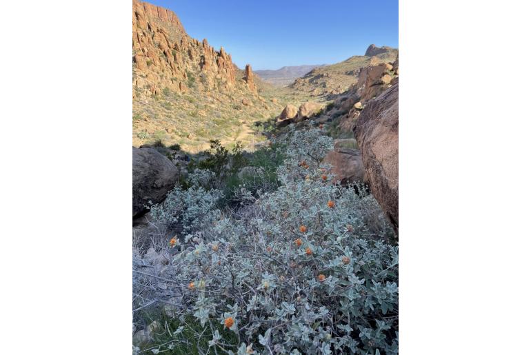 Buddleja marrubiifolia -16421