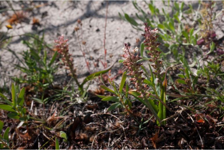 Lachenalia lactosa -16448