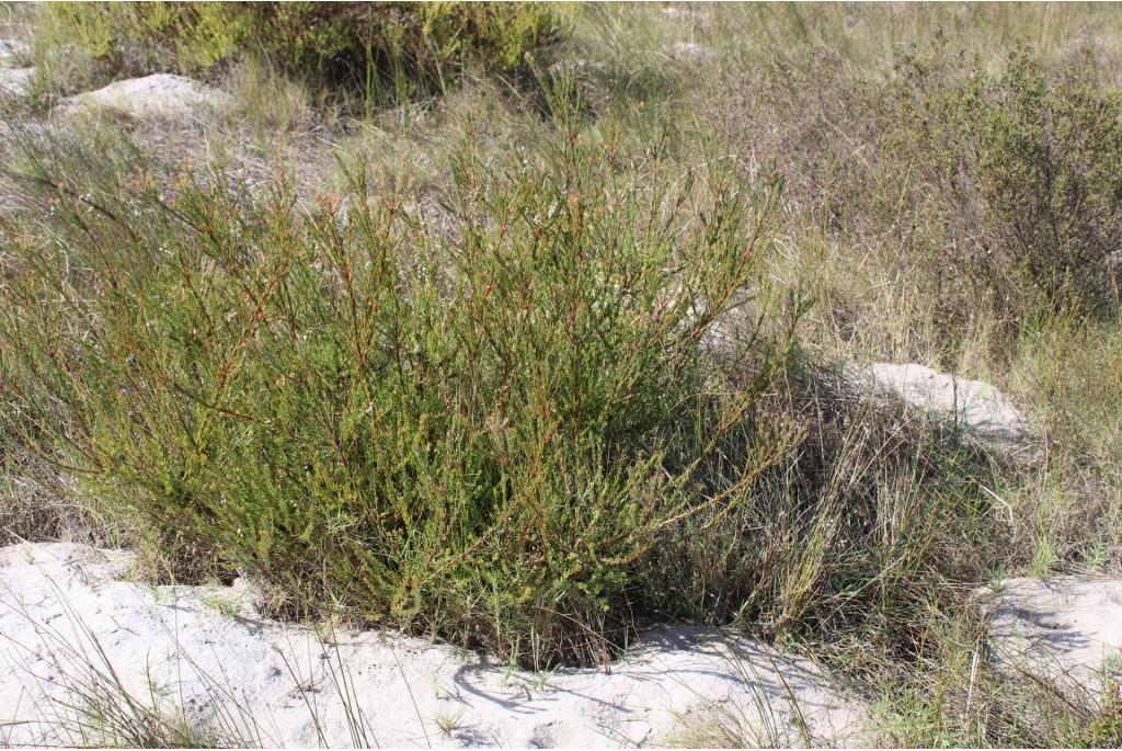 Gladde leucadendron