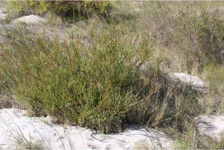 Leucadendron levisanus -16450