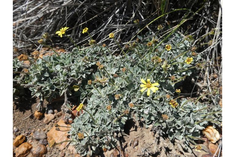 Osteospermum tomentosum -16458