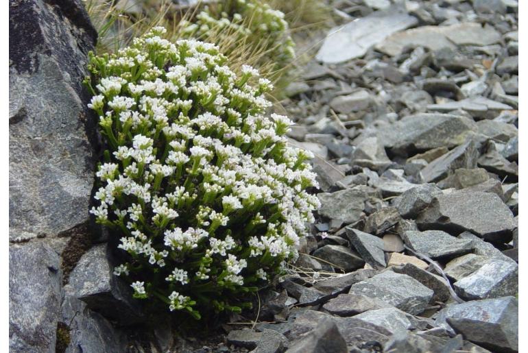 Veronica tetrasticha -16480