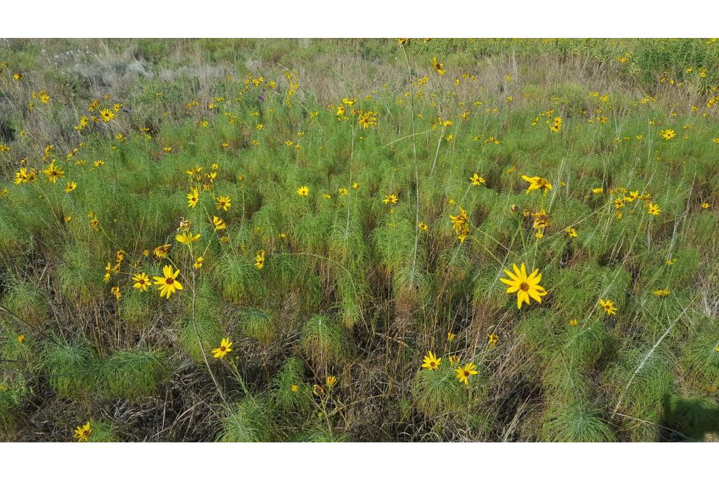 Weidenblättrige Sonnenblume