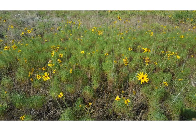 Helianthus salicifolius -16484