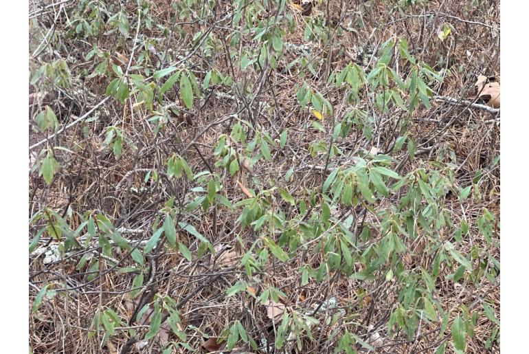 Kalmia angustifolia -16495