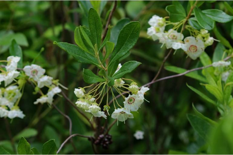 Kalmia cuneata -16496