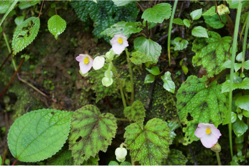 Geschilderde begonia