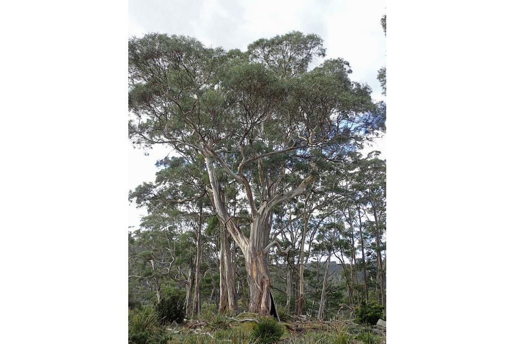 Witte Eucalyptus