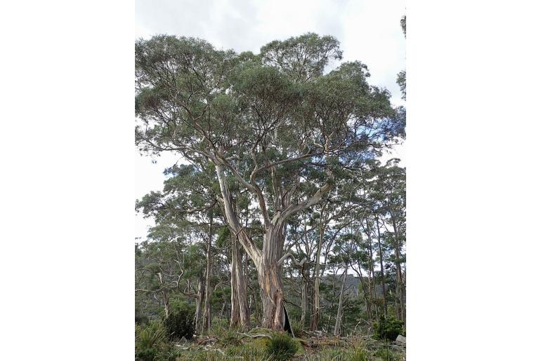 Eucalyptus pulchella -16515