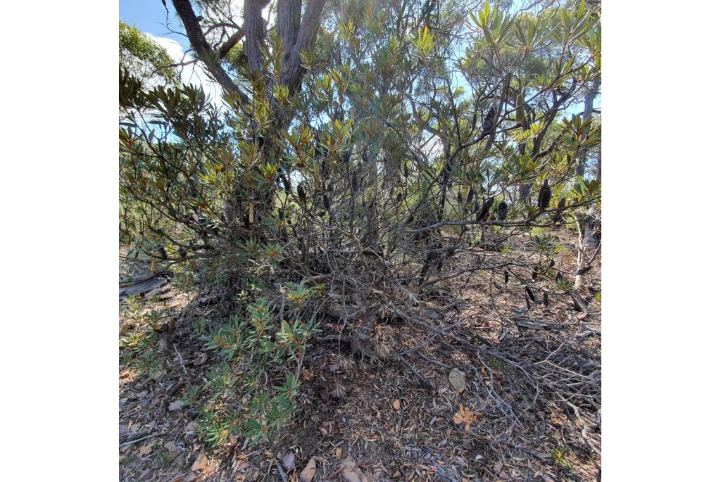 Newnes plateau banksia