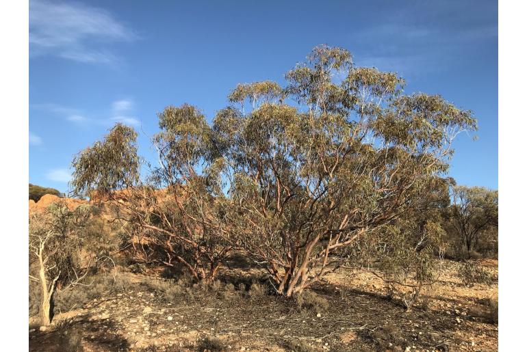 Eucalyptus carnei -16530