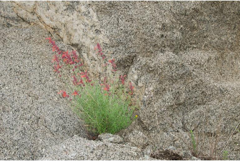 Agastache rupestris -16558