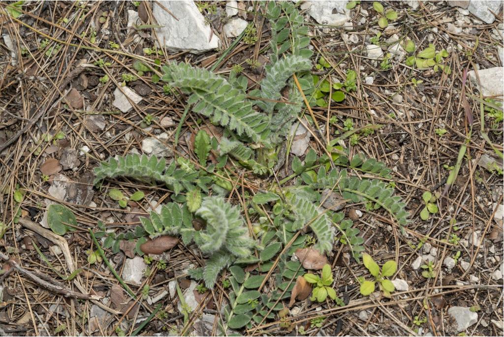 Zuid-Egeïsche astragalus