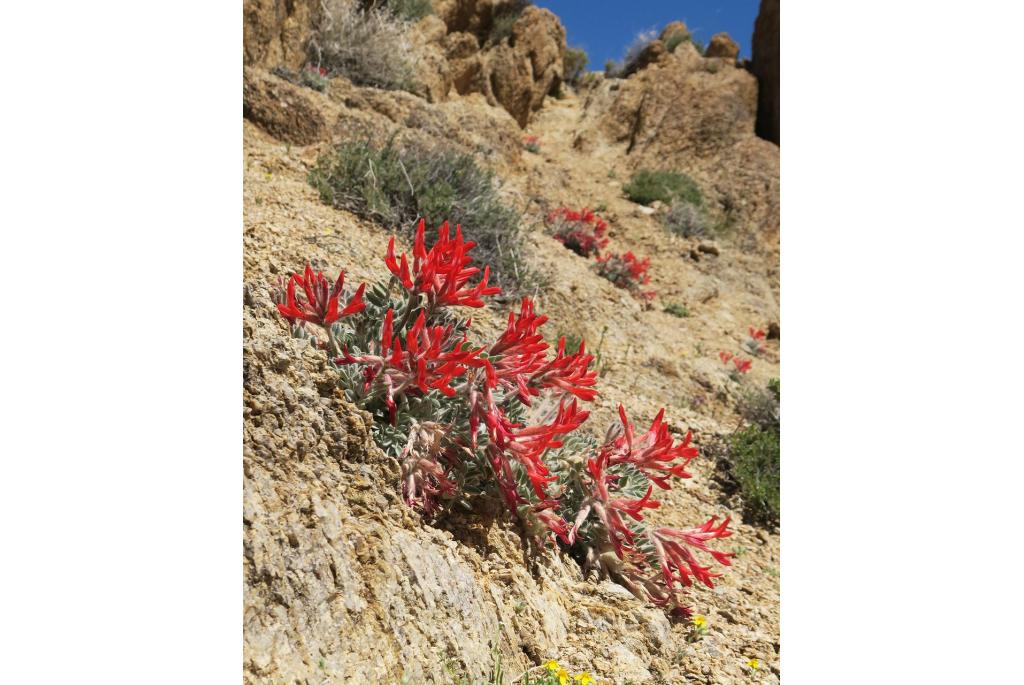 Scharlaken astragalus