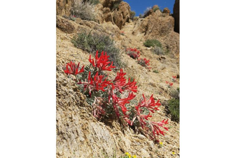 Astragalus coccineus -16562