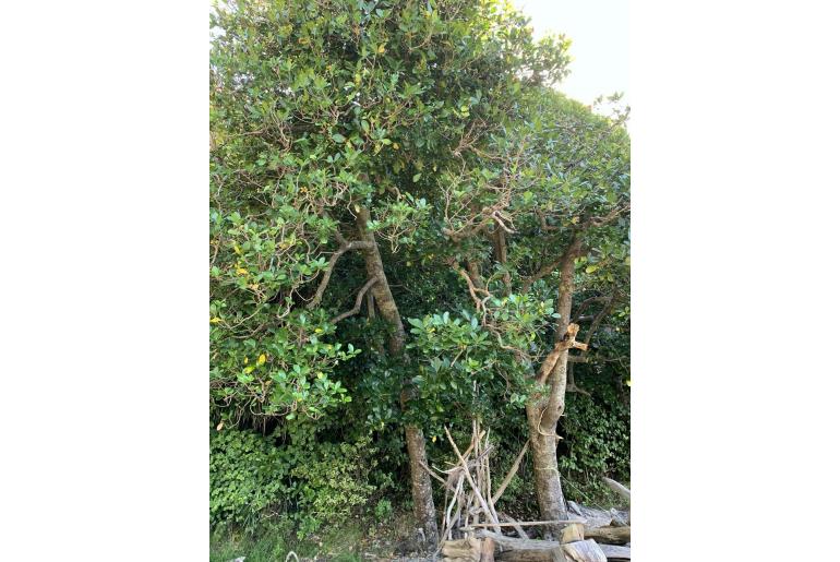 Corynocarpus laevigatus -16564