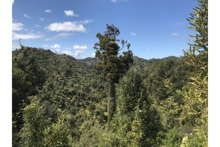 Dacrydium cupressinum -16568