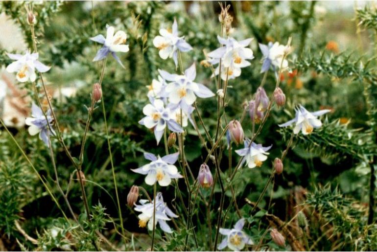 Aquilegia amaliae -16582