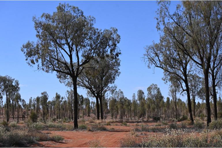 Allocasuarina decaisneana -16591