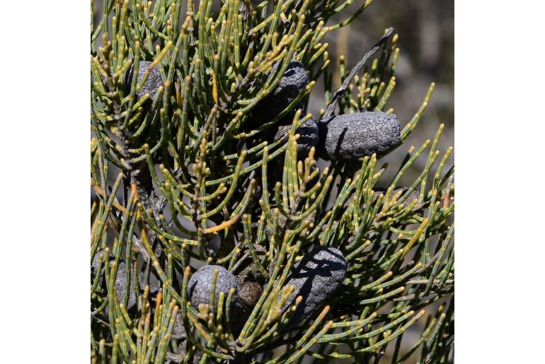 Allocasuarina helmsii -16594