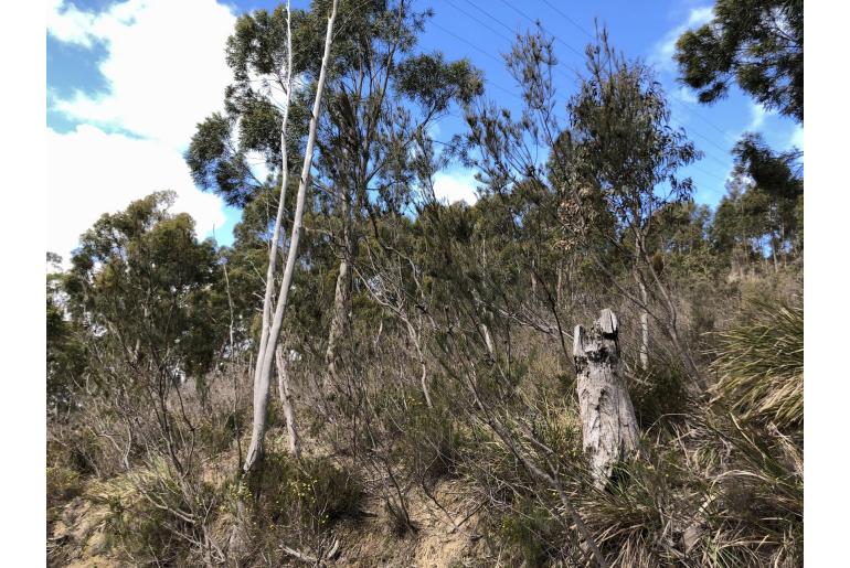 Allocasuarina monilifera -16595