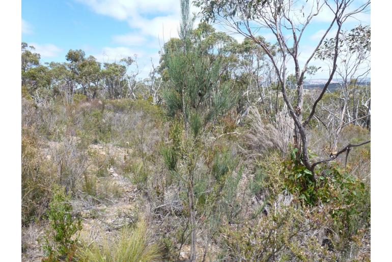 Allocasuarina striata -16596