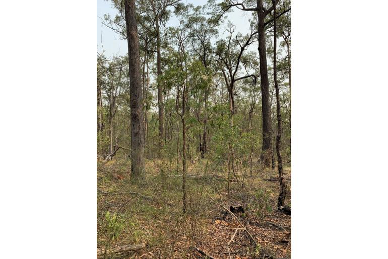 Angophora woodsiana -16597