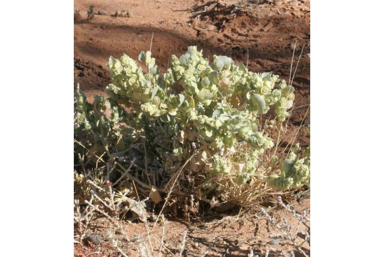 Atriplex codonocarpa -16601