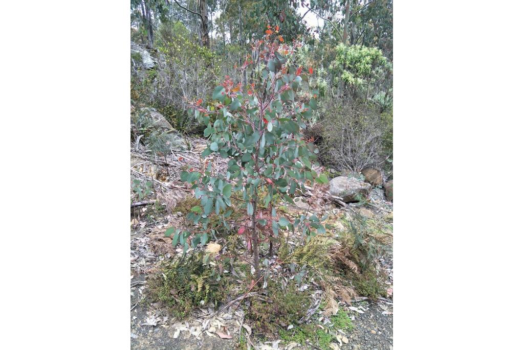 Delegate de Tasmanie Eucalyptus