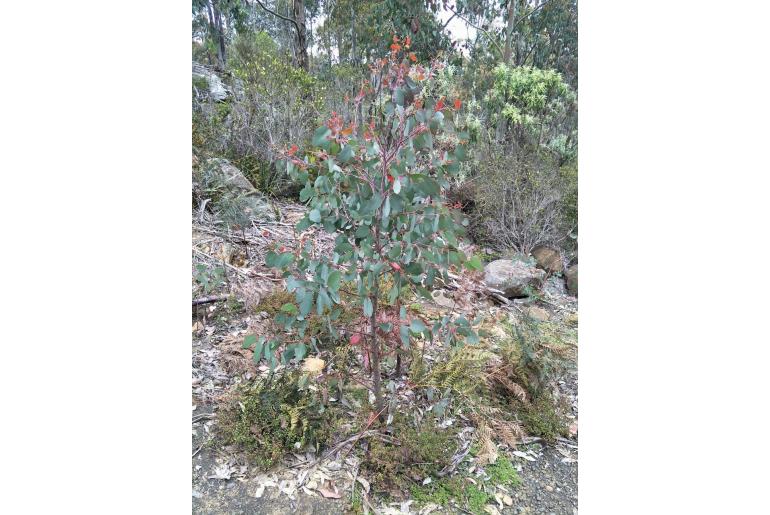 Eucalyptus tasmaniensis -16608